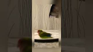 Watch Funny Lovebird Parrot #birds #parrot #asmr