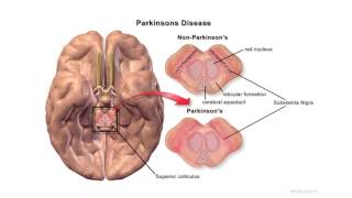 UQx DEEPx The origins of neuroscientific contributions to understanding behaviour