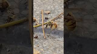 Mi niño graba a un #avispon despedazando a una #abeja muerta.