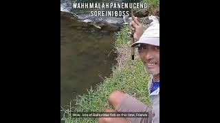 Mancing Full Strike Babon Uceng / Fishing Full Strikes Of Balitoridae #Shorts