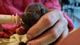 3 days old BSH kittens syringe feeling