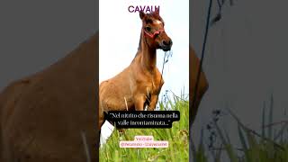 Nel nitrito che risuona nella valle incontaminata #animali #aforismi #frasedelgiorno #cavalli