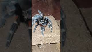 Tarantula Feeding Video 074 - Brachypelma auratum