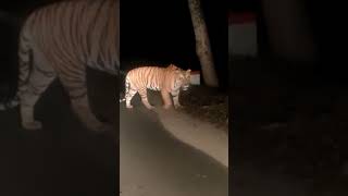 OMG Tiger on Road