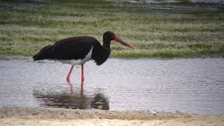 Cigogne noire (Ciconia nigra) au Lac du Der en Champagne (France)