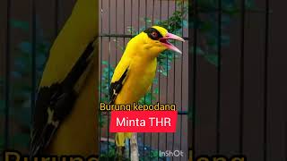 Burung kepodang minta THR....