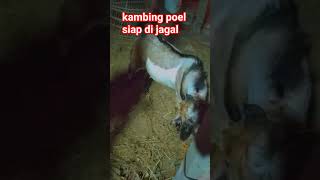 Ciri ciri kambing poel siap untuk di jagal KOK ISO YOO!!!! #shorts #aqiqah #story