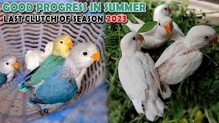 MY LOVE BIRDS MUTATION BREEDING PROGRESS IN SUMMER 2023 | AA BIRDS INFORMATION #albino #parblue