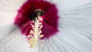 Napping bee,mountain curr,purpleness