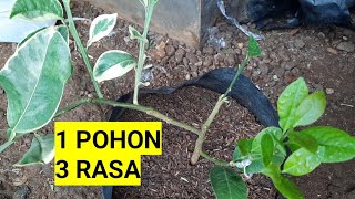 Cara Membuat Pohon Jeruk Kombinasi, 3 Jenis dalam 1 Pohon