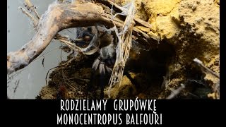 Rozdzielamy grupówkę M.balfouri po 14 miesiącach. Ile sztuk przetrwało?