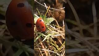 Sreća ponekad zaluta, ali uporno dolazi... 🍀🐞#sreća #ladybug #happiness #macro #nature #spring