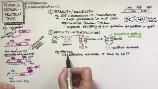 Plasmid design - protein tags