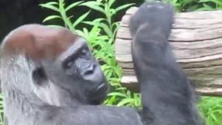 Gorilla Mpenzi, Berliner Zoo