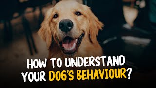 10 Tips to Understand Your Dog Better