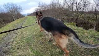 German shepherd on walk. Eros på tur. 13.11.2024. still you tubes most boring video