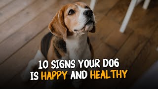 10 Signs Your Dog Is Happy And Healthy