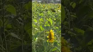 Sunflower field