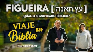 FIGUEIRA [ עץ תאנה ] - Qual o Significado na Bíblia?