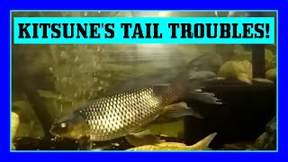 Episode 6 - How We Deal With Koi (And Other  Fish) With Tail Troubles.