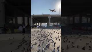 Indahnya #shorts #short #madina #makkah #subscribe #masyaallah  #subhanallah #umrah #birds