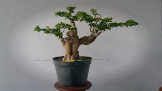 Bentuk umum (terlaris) Bonsai Bougenville