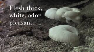 Pleurotus Ostreatus:        The Oyster Mushroom