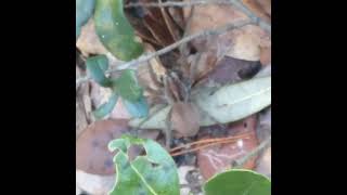 Large Wolf Spider