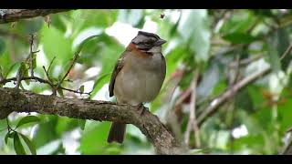 CANTO DO TICO TICO (Zonotrichia capensis)