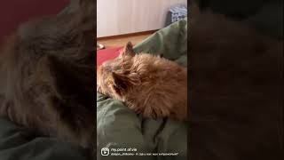 Фирменная поза норвича Афони 😘 #норвич #norwichterrier #dog #собака #funnydogs #смешныеживотные