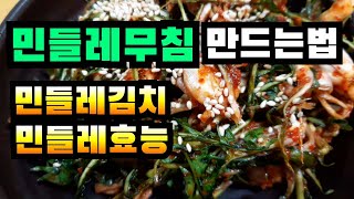 민들레 꽃이 피기 전에 뽑아서 무쳐 드세요  민들레무침만드는법, 민들레김치만드는법, 민들레효능