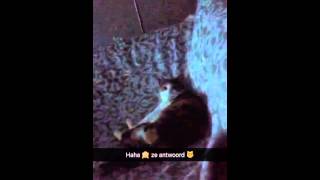 Our cat answering, must see !