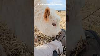 boot licker #cowlover #animal #farmlife #babycow #adoptacalf #adoptacow #cowcuddling