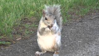 Squirrel + seagull - 2015 June 3 - Sony HX60V