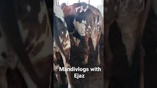 cow mandi 2022 / bhains colony cow mandi @mandivlogswithEjaz