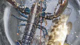 Live Lobster Fishing