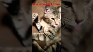 baby kittens on the way #kittty #shorts #fyp #catlover #cat @YouTube