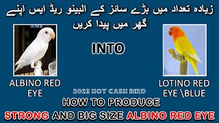 البینو ریڈ ایس مر جاتے ہیں اور آپ کچھ کما نہیں پاتے تو یہ پیر لگائیں | PRODUCE STRONG ALBINO | AABI