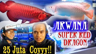 IKAN ARWANA SUPERRED DRAGON  NYA MANTABBBB.HARGA NYA GILA BANGEDDDDD