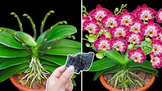 The power of bamboo charcoal helps orchids grow and bloom magically