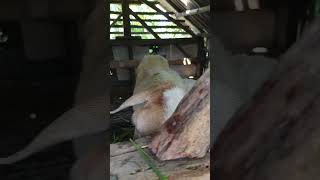 Ngasih makan kambing #kambing #peliharaan