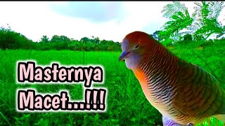 SUARA burung perkutut pancingan || ke indahan alam || COCOK untuk terapi dan masteran