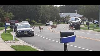 New Jersey Deer!