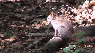 Squirrel at Tampa - Brasov