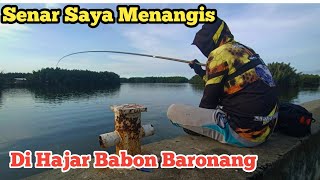 Ikan Baronang Babon Menghajar Senar Saya Sampai Berbunyi keras