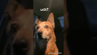 DOG REACTS HILARIOUSLY TO TRUMP SPEECH!#FunnyDog #TrumpSpeech #ViralVideo #PetComedy