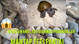 mencari umang laut di bawah pohon besar di pinggir pantai hasil nya mantap #shorts #shortsviral