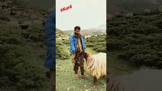 kurdistan#kurdmax#kermanshah #kurdish#kurdmusic#kurdpress#ilam #music music#kurd #kurdsat #kurd