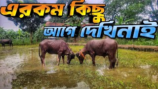 খামারের সব মহিষ আজকে খুশি ☺️ || ছেড়ে মহিষ পালন || Purbasha Agro