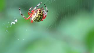 Marbled Orb Weaver